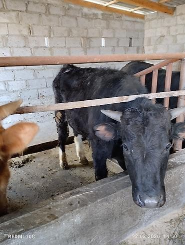 битал теке: Продаю | Бык (самец) | Для разведения | Племенные — 6