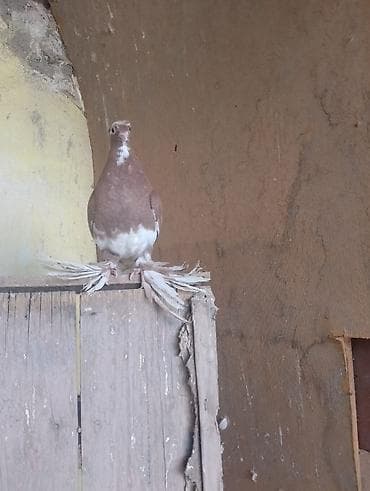 утки с утятами: Молодой не известно пол голубь или голубка на игру — 2