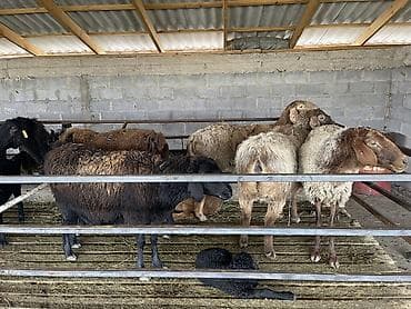 кошка рэгдолл цена: Продаю | Овца (самка) | Для разведения | Племенные — 3