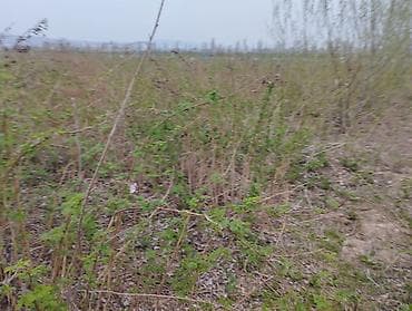 саженцы смородины купить: 1 гектар малина сатылат Геракл 1 гектар клубника бар месни 250000 сом — 4