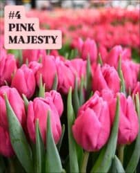 купить луковицы тюльпанов из голландии: Предлагаются тюльпаны различных оттенков для предзаказа к 8 марта 2026 — 5