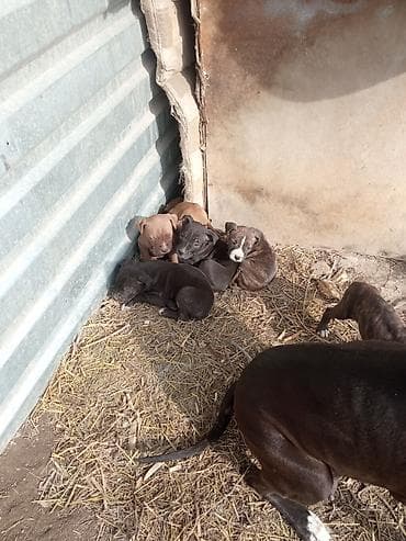 шарпей цена бишкек: Питбуль, 1 месяц, Самец, С родословной — 2