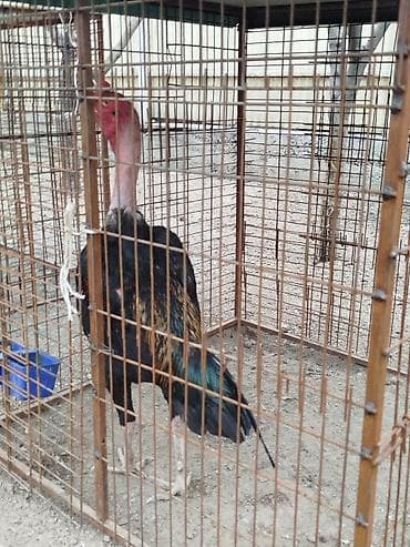 игрушечная машина: Дакан короздор сатылат алмашу жолдору бар домашний тооко алмашам адрес — 4