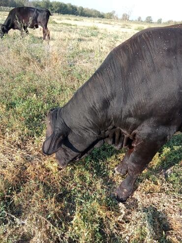 продаю музоо торпок корова самка бык самец айрширская ангус алатауская на забой для разведения на откорм племенные нетель привязанные: Сатам | Бука (эркек) | Ангус | Көбөйтүү үчүн | Асыл тукумдуу — 5