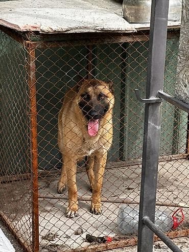 Собака охранной порода бельгийскую овчарку/малинуа). Основные