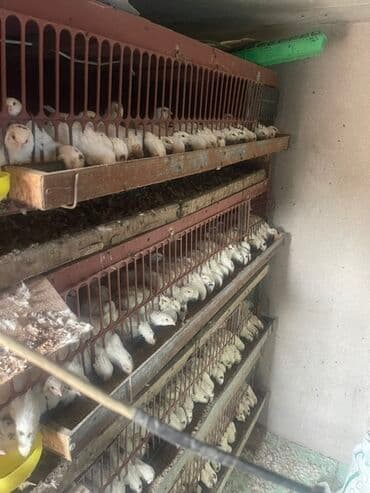 куры доминанты: Перепела (белые, мясо‑яичное направление) в клеточных батареях. - — 1