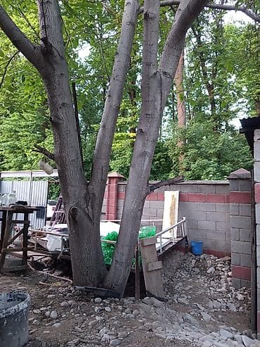 Продам взрослое дерево грецкого ореха для вывозки и распила на месте