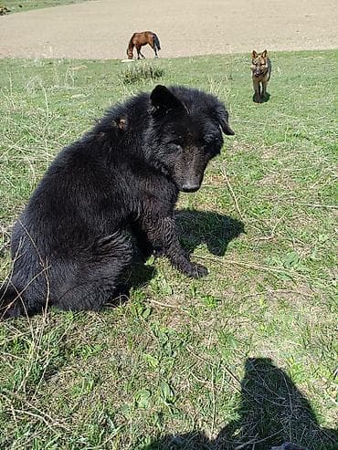 Собака среднего размера, черного окраса, пушистая шерсть