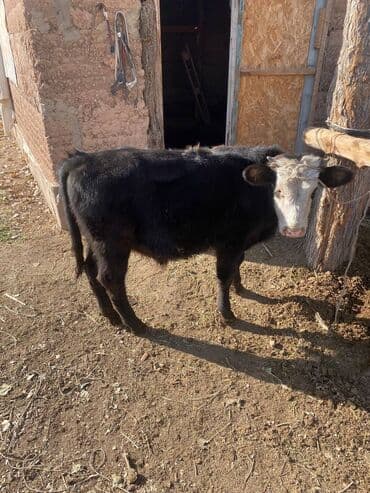 продажа кормов для сельскохозяйственных животных: Продаю | Музоо, торпок | Полукровка | На откорм | Привязанные — 2