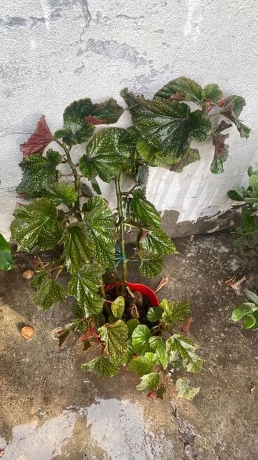 купить газонную траву в бишкеке: Цветы — 3