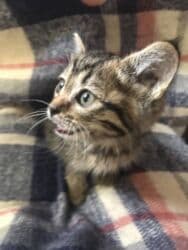 наполнитель для кошек: Кошка даром: Беспородная, 2 месяца, Девочка — 8