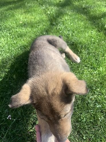 работа выгул собак бишкек: Лайка, 3 месяца, Самец — 7