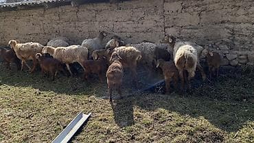 машинка для овцы: Продаю | Овца (самка), Ягненок | Арашан — 3