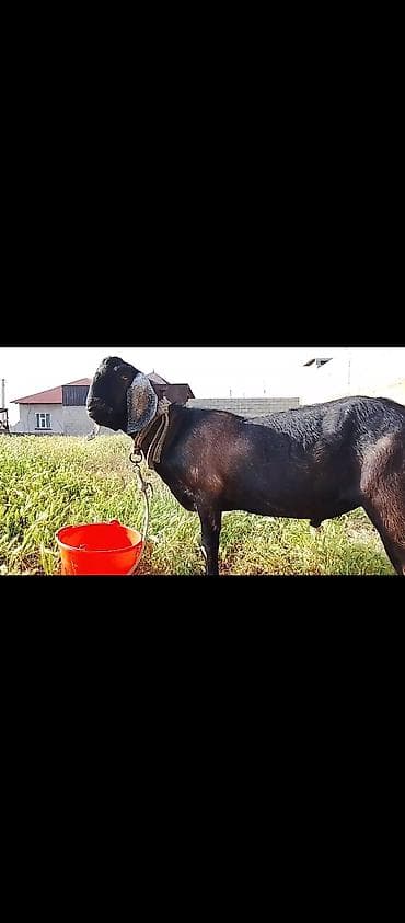 купить щенки немецкой овчарки: Продаю | Козёл (самец) | Для разведения | Племенные — 1