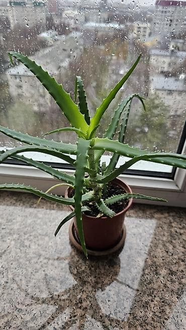 Алоэ: Целебный алоэ в хорошем грунте с дренажом. Домашние суккуленты с — 2