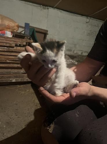 кошка породистый: Бесплатно. - Трёхцветные (черно-рыже-белые) с выразительными — 8