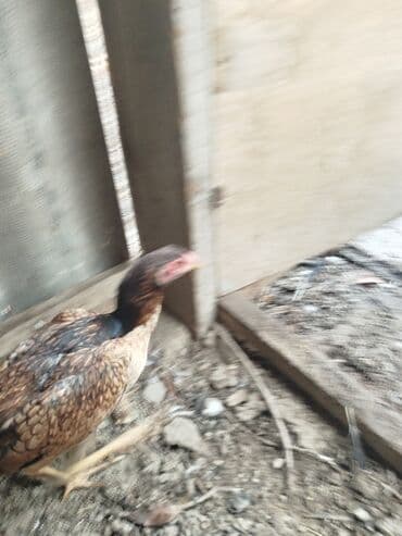 тоок гриль ош: 6-7 месячные всё хорошо с ними не болеют — 6