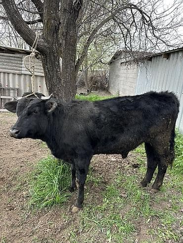 поилки нипельные: Продаю | Бык (самец) | На откорм, Для разведения | Привязанные — 3