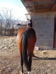 продаю связи с переездом: Продаю | Конь (самец) | Полукровка | Для разведения — 3