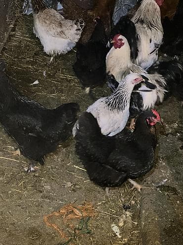 клетки кур несушек: Продаю | Куры, Петух | Домашняя | На забой, Для разведения, Несушки — 8