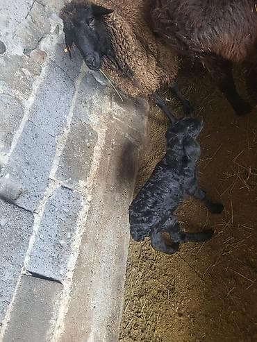 дакан яйца: Продаю | Овца (самка) | Меринос, Романовская | Для разведения | Матка — 5