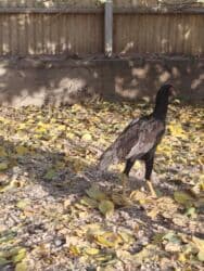 машины на продажу бишкек: Продаю | Куры — 2