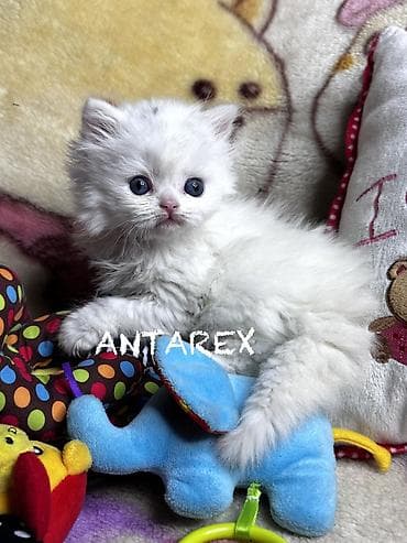 шотландская кошка: Чистопородные шотландские котята от красивой привозной пары (Россия) — 7