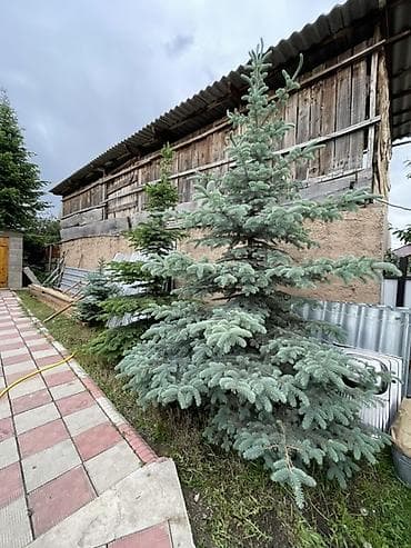 пеньки купить: Голубые ели 3 штуки Одна сизая Длина (4-5 метр примерно) Цена — 1