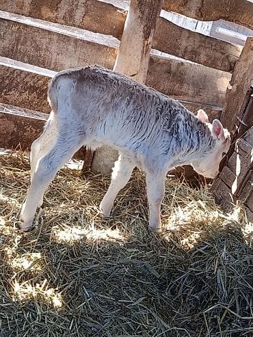 купить теленка бычка: Продаю | Бык (самец) | На откорм — 1