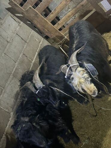 карликовый пудель сколько стоит: Продаю | Козёл (самец) | Для разведения | Племенные — 4