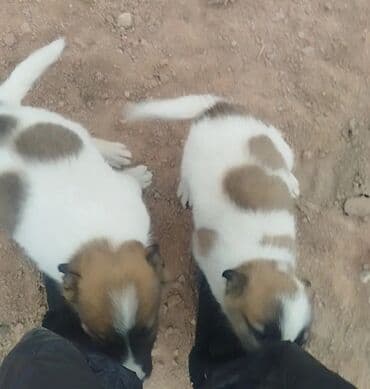 мопс щенок цена: Собака даром: Дворняжка, 2 месяца, Самка — 2