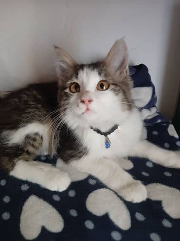 отдам кошечку в добрые руки: 2 месяца, Девочка — 4