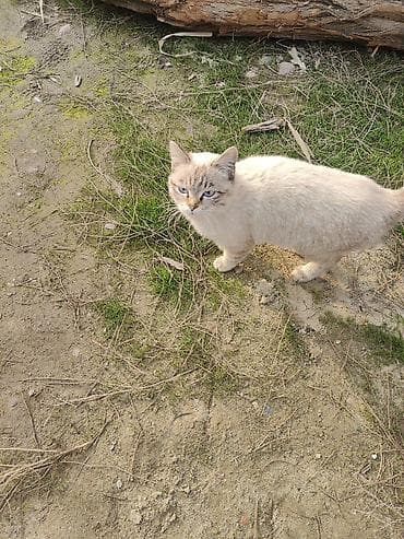 Отдам даром кошку: Кошка даром: Беспородная, 6 месяцев, Девочка, Приучена к лотку — 1