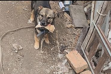 отдам даром сабаки: Отдам даром собаку. щенок 6 месяцев девочка. очень энергичная — 2