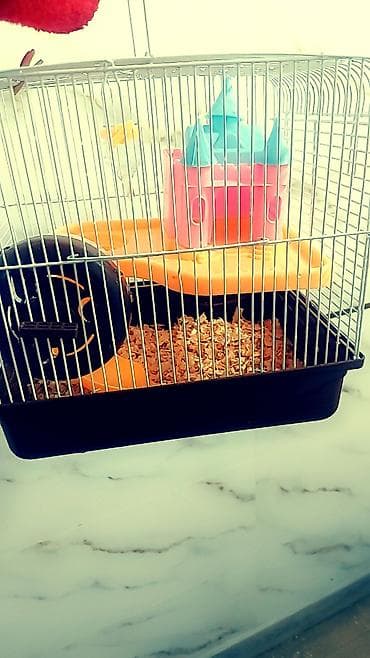 кара суу уй сатылат: Большая двухэтажная клетка + 1 хомячок всего за 1500 сом. любая на — 3