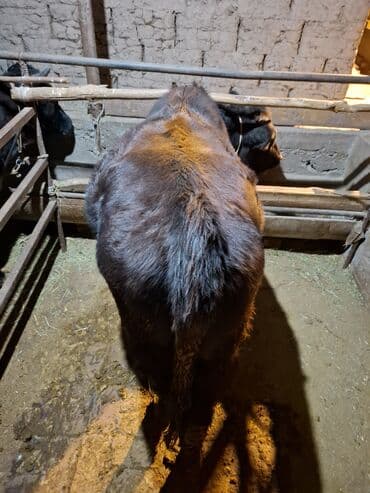 в добрые руки собаку: Продаю | Бык (самец), Тёлка | На забой — 6