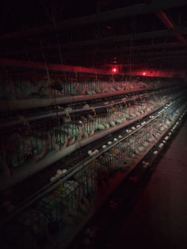 дом в новопавловка: Сатам Канаттуулар фермасы, 10 соток, Иштеп жаткан, Жабдуулары менен, Электр энергиясы, Канализация, Жылытуу — 2