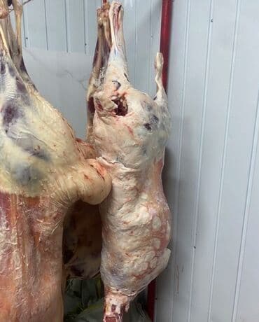 мраморная говядина бишкек цена: Говядина : Лопатка — 4