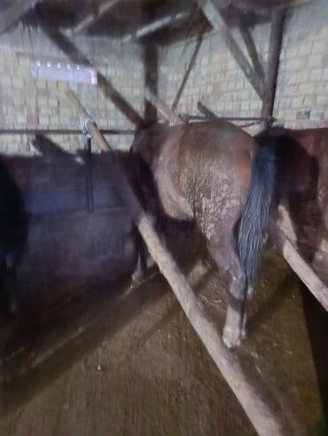 Продаю | Конь (самец) | Рабочий