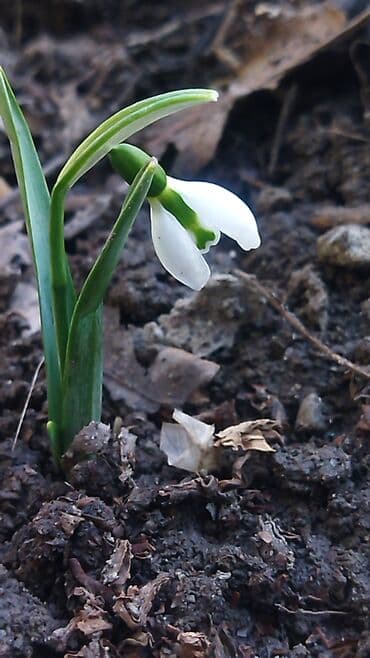 что подарить маме: Подснежники к Новому Году! — 5