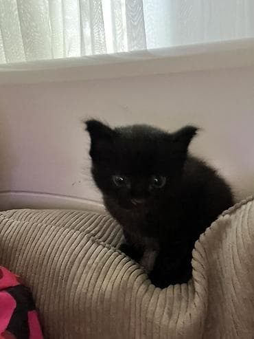 Котята, короткошерстные, окрас: один черный, второй дымчато‑серый с