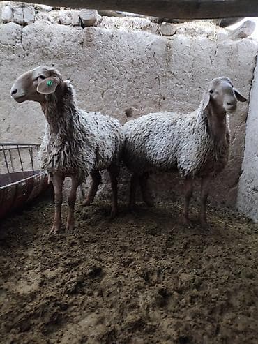 эркек ит ош: Сатам | Ургаачы кой (ургаачы) | Аргын | Көбөйтүү үчүн | Ургаачы — 1