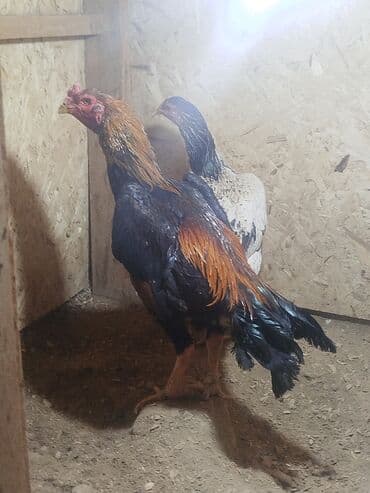 собаки рынок в бишкеке цены: Дакан тулок короз сатылат активный алмашу жолдору бар адрес Бишкек — 2