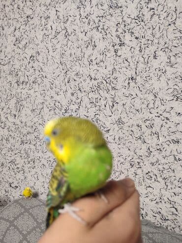 брокерское объединение феникс бишкек: Волнистые попугаи Пара самец самка 9месяцев писать реальным — 19