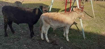 Грызуны: Продаю | Бык (самец) — 6