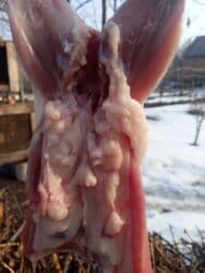 продажа щенков немецкой овчарки в бишкеке с документами: Продаю | Кролик самец | Французский баран | Для разведения — 4