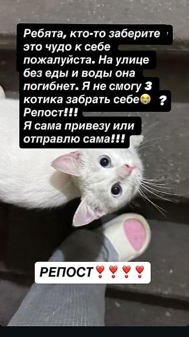 белая персидская кошка: БЕЗУМНО КРАСИВАЯ КОШЕЧКА ИЩЕТ ДОМ 🏠 это чудо, которое будет вас — 1