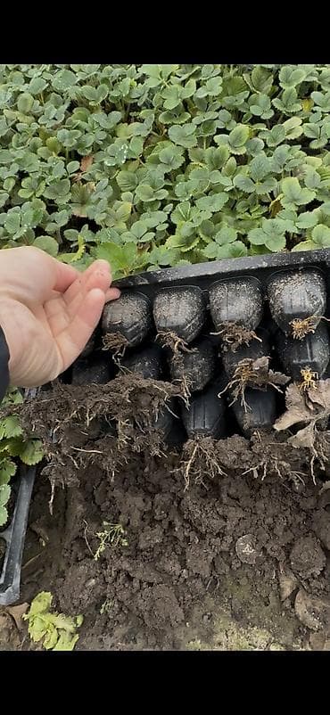 радужная форель: Клубника — 1