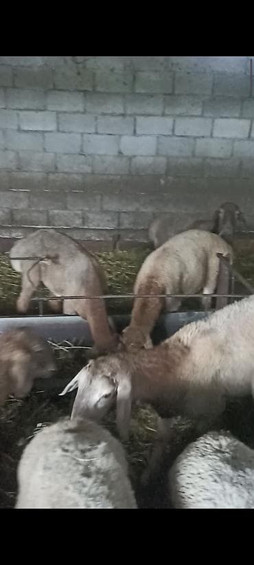 Продам с/х животных: Продаю | Ягненок | Арашан | Для разведения | Племенные — 5