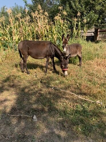 сколько стоит собака породы доберман: Эшек Сатылат Коделеги Менен Коделеги Ургачы Соклукский Район Село — 1